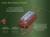 drennan-oval-blockend3..jpg