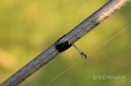 ACOLYTE PLUS 14ft / 4,20m Wędka Drennan Kod: RMACPL140