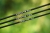 acolyte-ultra-feeder-10ft-tips2.jpg
