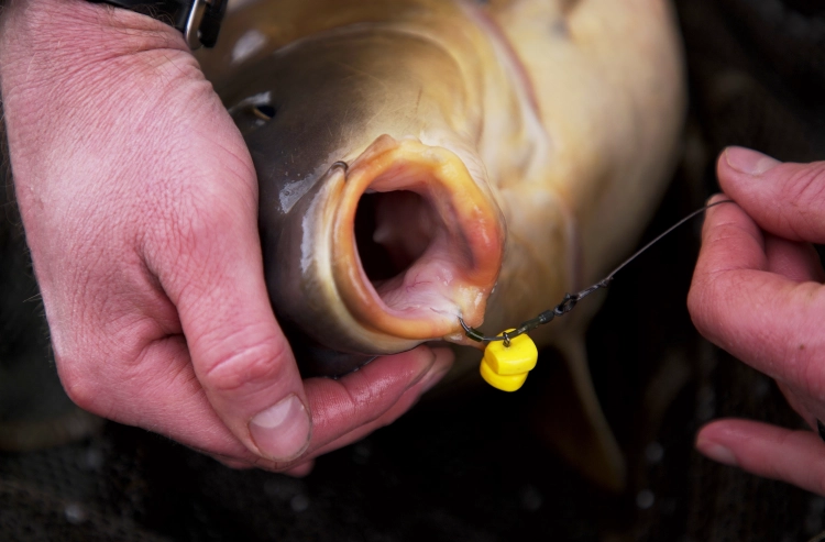 big mouth2366_web.jpg