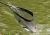 acolyte-net-in-action.jpg