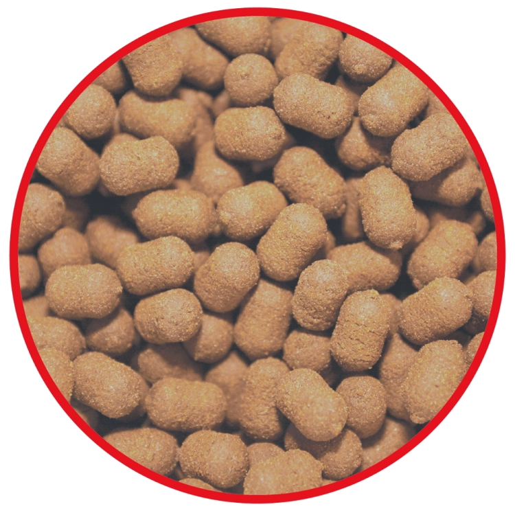 OKIENKO DUMBELLS ORZECH.JPG
